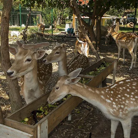 Iris & Hotel Çanakkale