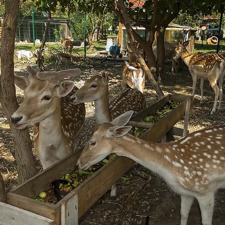 Iris & 4* Canakkale