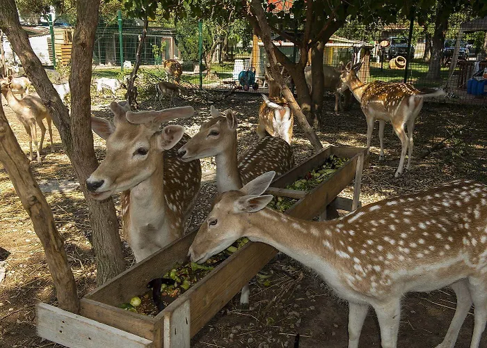 Iris & Hotel Canakkale